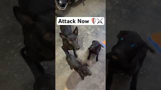 Black army attack #dog #trendingsong #trendingshorts #love ￼#aa