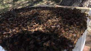 Bee swarm rehoming