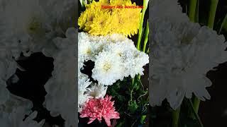 Chrysanthemum চন্দ্রমল্লিকা #shorts #shortsvideo #chrysanthemumflower #chrysanthemum