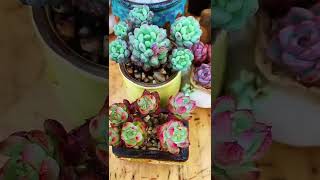 Beautiful Succulent Diy idea#499