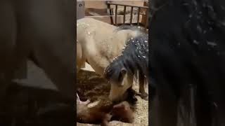 wild horse give beautiful baby 🥰🥰🥰🦄🦄🦄🙏🙏🙏🙏pls like subscribe share Thanks