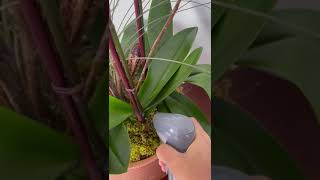 The best way to water orchids | Viva Orchids