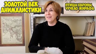 Джон Гульд, начало: чучело жирафа, "Птицы Европы" и Эдвард Лир. Варвара Миронова.