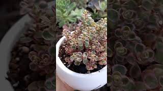 Sedum Spurium Tricolor