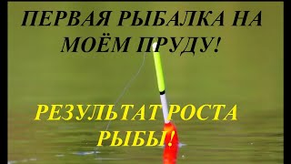 Первая рыбалка на моём пруду! Результат роста рыбы! Свой пруд на участке! Пруд без плёнки!