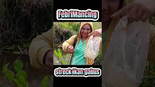 streck ikan gabus#mancing #ikan #fishing @FebriMancing