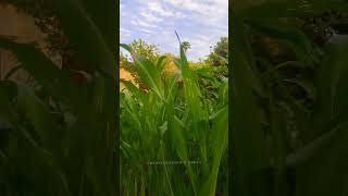 🌽Maize मक्का 11042024 #creativelifesdvlogs #viral #trending #farming