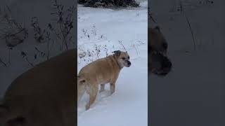 Happy Dog - Hiking in the snow #shorts