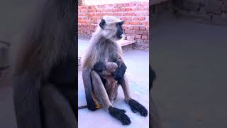 Hard Life of baby monkey #baby #viral #shorts