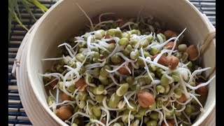 How to Grow Mung Beans Sprouts using water bottles