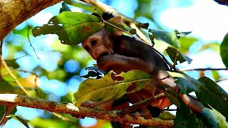 Look loneliness on the tree / Poor adorable baby Ariana try her best find food herself