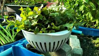 Harvest Lettuce After 3 Weeks | The Rooftop Gardener