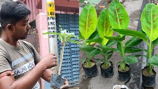 Tissue Banana Morning Glory Hibiscus Mandeville At Bagbazar Sokher Haat