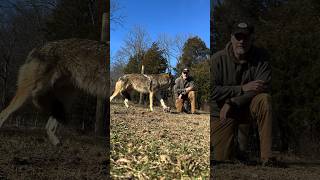 Is the re-set the best set? #trapping #coyotes #outdoors