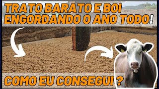 TRATO BARATO E BOI ENGORDANDO O ANO TODO !  Como eu consegui ?