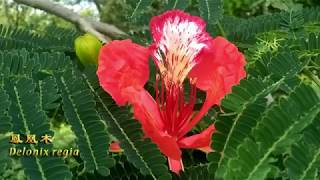 木語 #鳳凰木(Delonix regia)