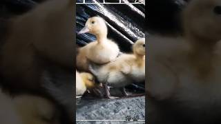 Duckling | Animals #shorts #wildlife #animal