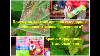 красные выпуклости на листьях красной смородины. Галловая тля