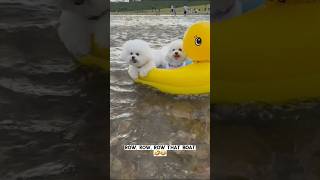 Cutest Puppies Ever! 😍🐾 | Must-Watch Compilation #pets #compilation #shortsvideo #shortvideo #shorts