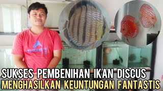 BERAWAL DARI HOBI, KINI SUKSES BUDIDAYA IKAN DISCUS YANG HASILKAN KEUNTUNGAN FANTASTIS