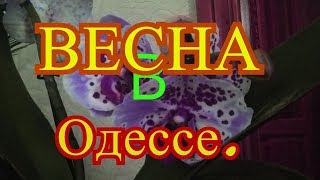 Весна 2018год