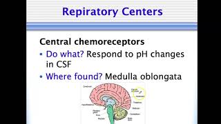 Bio4_Module 14_Ch23_Respiratory Part 7