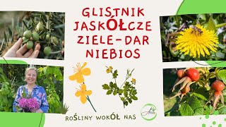 Glistnik Jaskółcze ziele - Dar Niebios