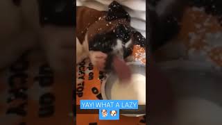 Ohhhh!! Lazy Dog 🐕🥰. #viralvideo #funny #shortsvideo #dogs #animals #feeding