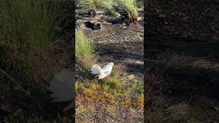 Fan-tailed Pigeon in Tasmania . #fantailedpigeon #pigeon