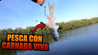 COMO UTILIZAR CARNADA VIVA | Lupe Lofish