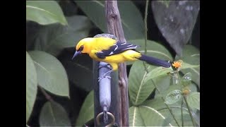 Yellow orioles, Asa Wright Nature Centre, Trinidad