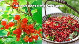 Redcurrant Picking - In my Backyard Garden | Organic gardening I Harvest time