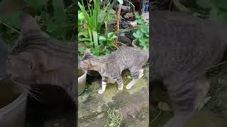 Makan dan Minum, Tanpa Mengganggu Tanaman Peliharaan#kucing#perjuangandandoa#rhomairama