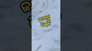 ଜୀଅନ୍ତା ଚିଙ୍ଗୁଡ଼ି Live Prawn #shorts