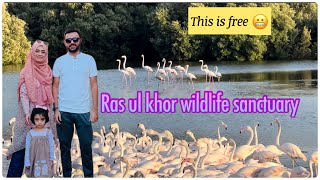 See Flamingos for free in Dubai || Ras ul khor wildlife sanctuary || free things to do in Dubai UAE