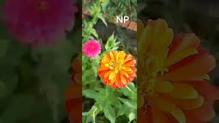 Đường trước nhà mình (Zinnia)