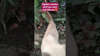 HEALING SEDERHANAKU #kucing #siamese #kucingsiam #siamesecats