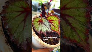 #begonia  This one is my favourite currently : #shorts