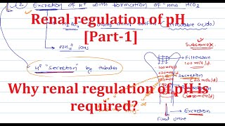 4. Renal regulation of pH [Part-1] | Why renal regulation is required?