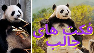 Fearless Pandas: Overcoming Challenges in the Wild    فکت های جالب  پاندا ها