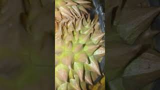 Puyat durian from davao #durian #fruit#trending