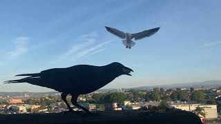 CROWS V. SEAGULLS *intensifies*