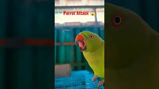 Green Parrot in Attack mode😱 #shorts #parrot