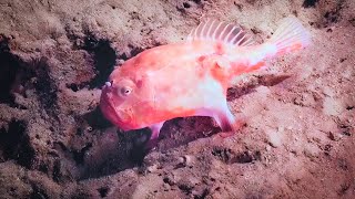 Things you didn't know: Pink Fish with Hands