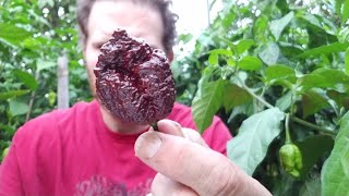 "Chocolate Primo Reaper" Garden Pod