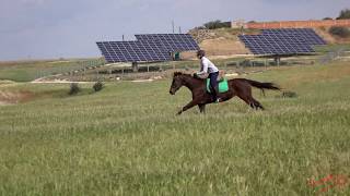 Horse Galloping in the Countryside