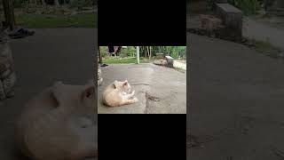 KUCING DITIKUNG TEMAN SESAMA KUCING OREN #shortvideo #kucingkampung