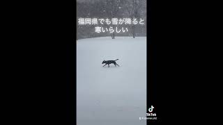 犬は喜ぶ #dog #tiktok #capcut