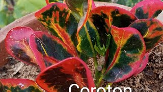 Crotons plants/multy colour leafy       plants. Urdu Hindi)