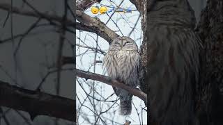 confy nap😪 #owl #wildlife #amazing #amazingvideo #funny #cute #cutebirds #wow